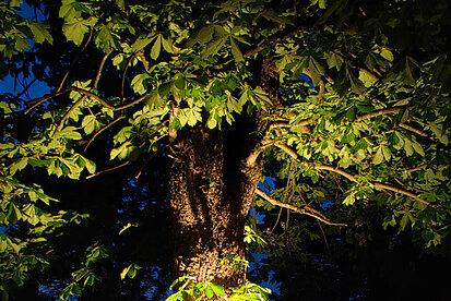 Von unten beleuchteter Kastanienbaum in Spetzingers Biergarten